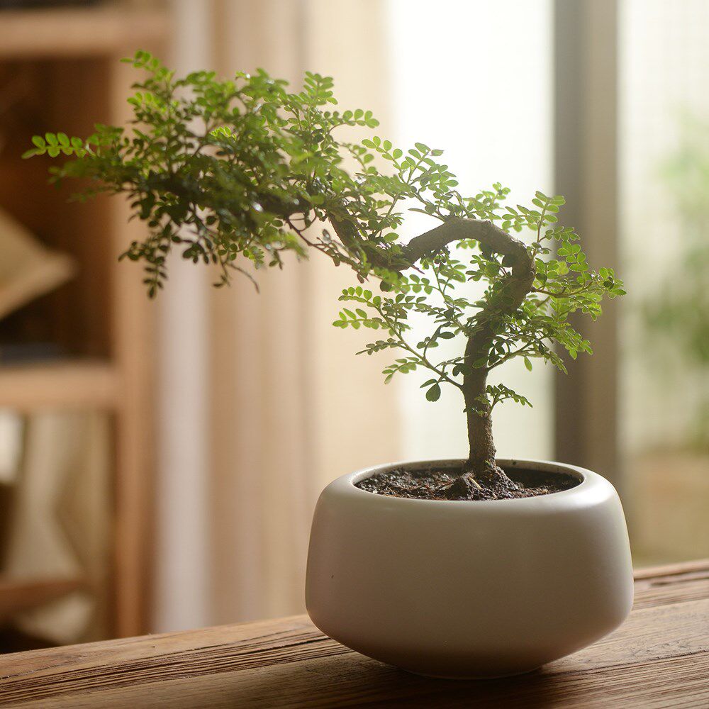 香氏胡椒盆栽带盆种好驱植物文房茶桌书房绿植绿植