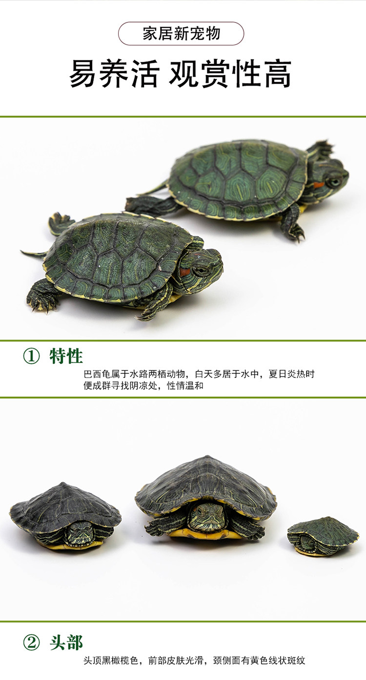 活体小乌龟黄金招财红耳巴西宠物情侣龟活观赏龟