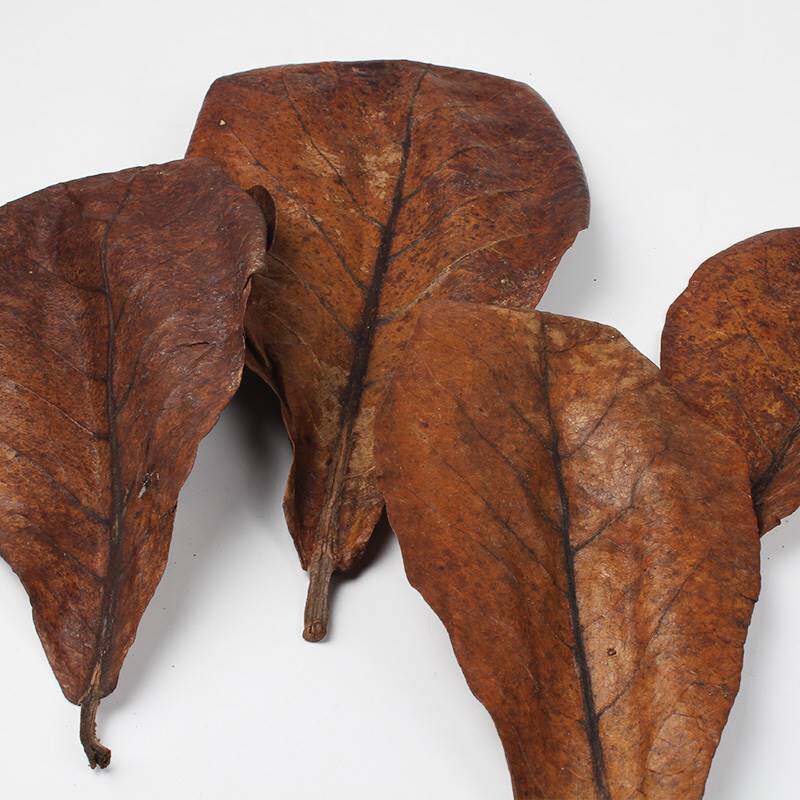 水质榄仁叶降酸懒人天然ph调节鱼缸叶造景缸斗ph调节剂