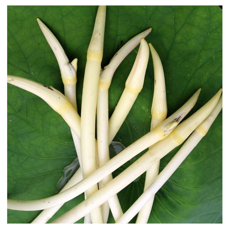 洪湖逸家湖北藕带新鲜藕带藕肠子藕尖嫩芽莲藕现挖湖北特产1500g