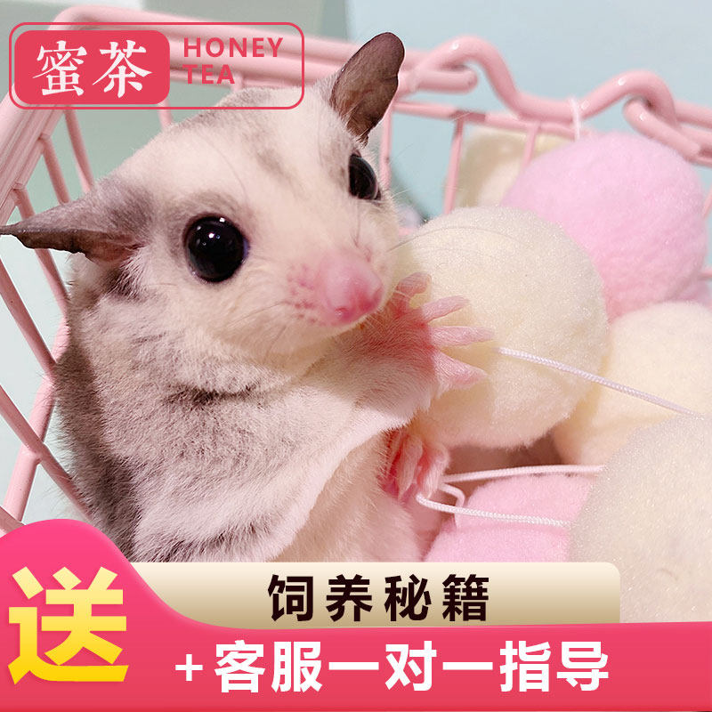 蜜袋鼬幼飞天鼠一对网红大眼萌宠宠物笼子领养飞鼠