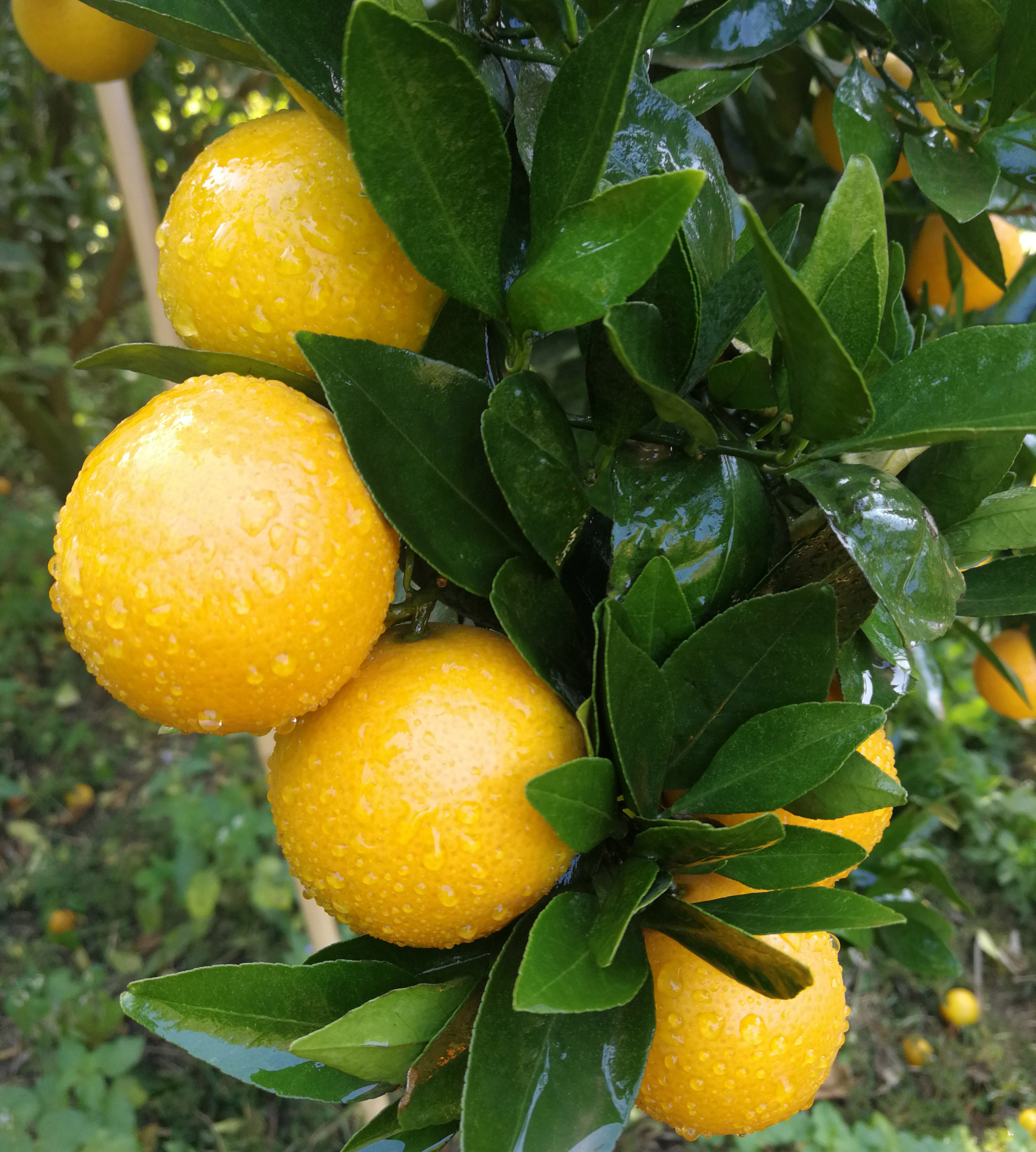 广西有机贡柑大果一级正宗皇帝柑沃桔子