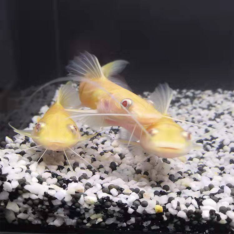 黄金招财猫金丝猫活体金猫大型热带观赏鱼风水招财鱼