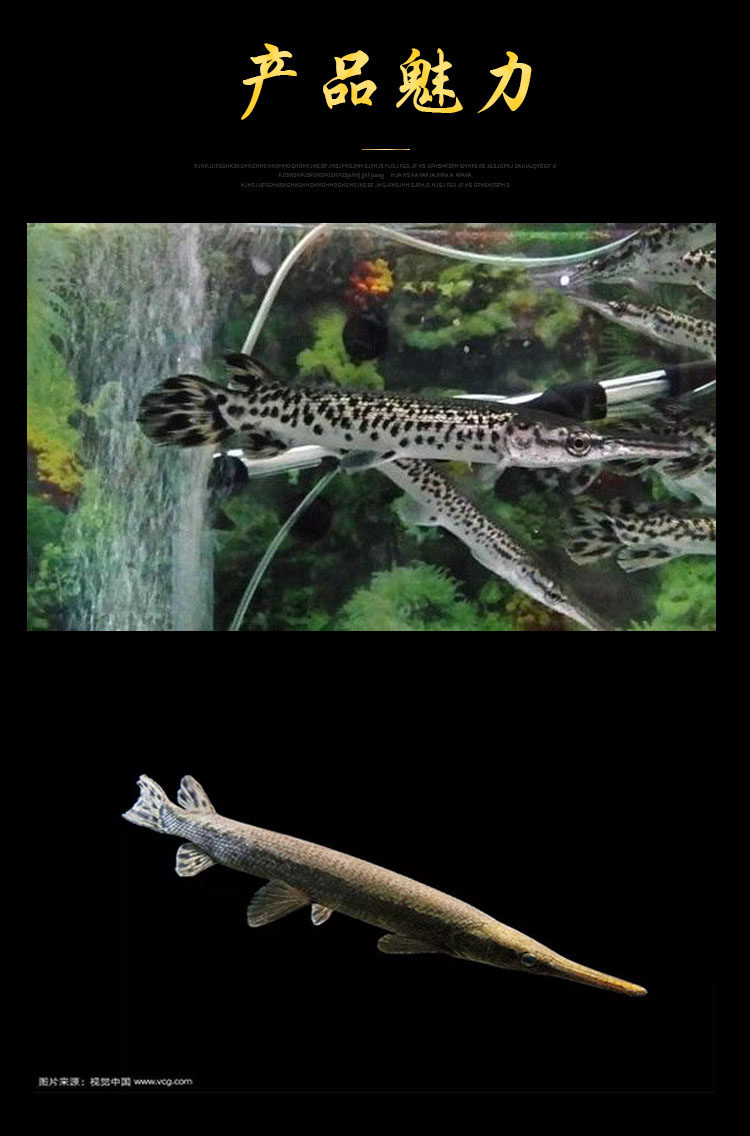 福鳄雀鳝观赏鱼淡水大型凶猛肉食巨型尖嘴幽灵鱼