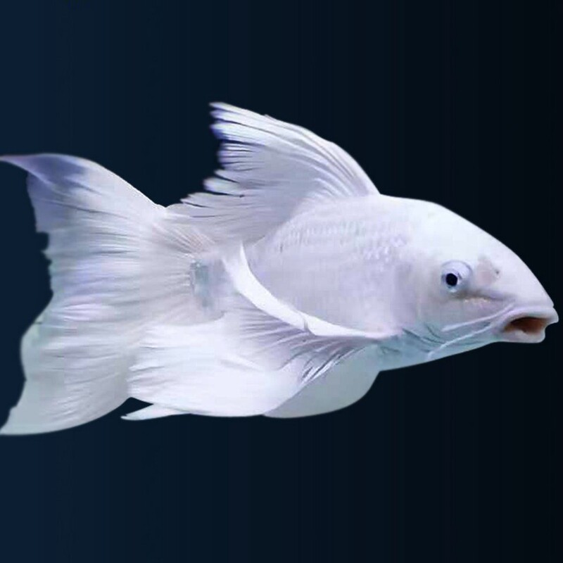 台湾蝴蝶鲤鱼活体长尾纯种球形贵妃龙凤白金鱼