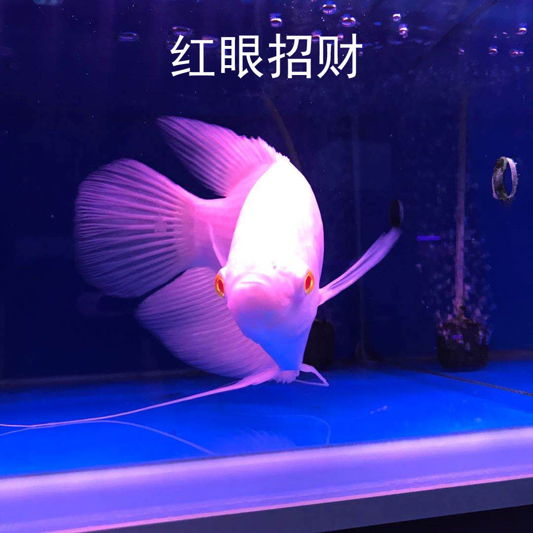中大型热带鱼淡水观赏鱼红眼白色招财风水古代战船鱼