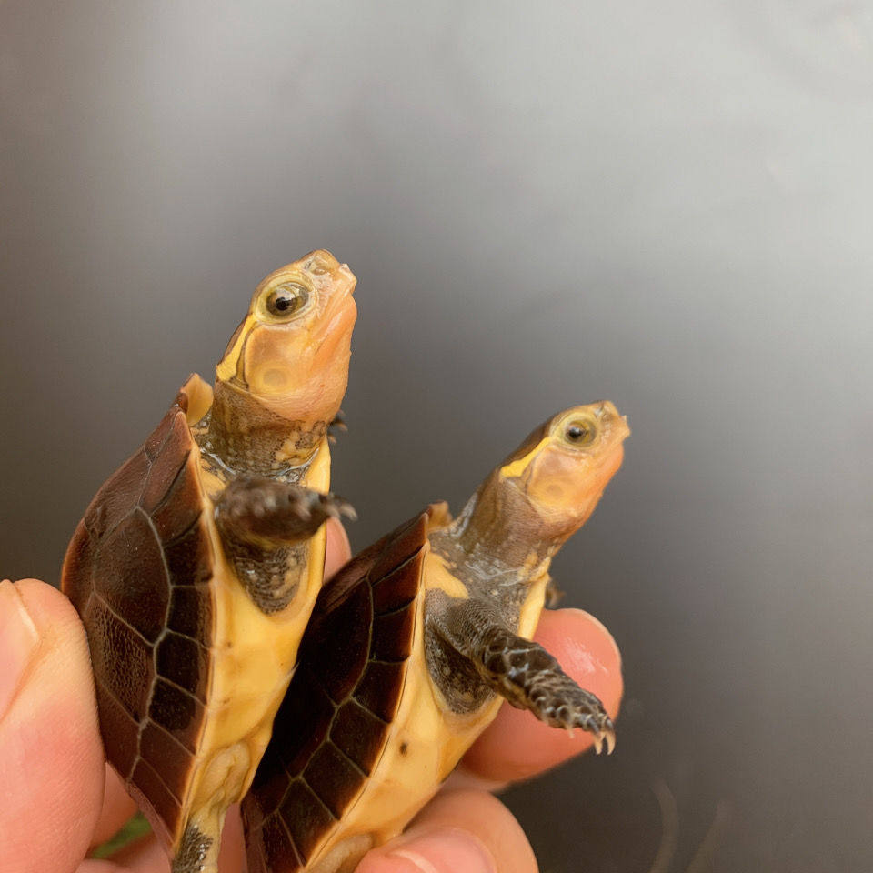 黄缘龟幼龟安缘龟苗闭壳观赏宠物乌龟活体黄喉龟