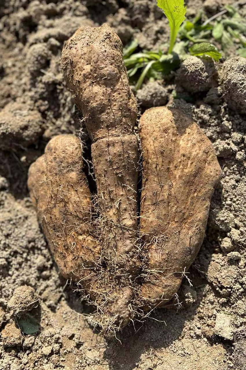 山药武穴佛手新鲜土特产地直正宗蕲春梅川湖北新鲜山药