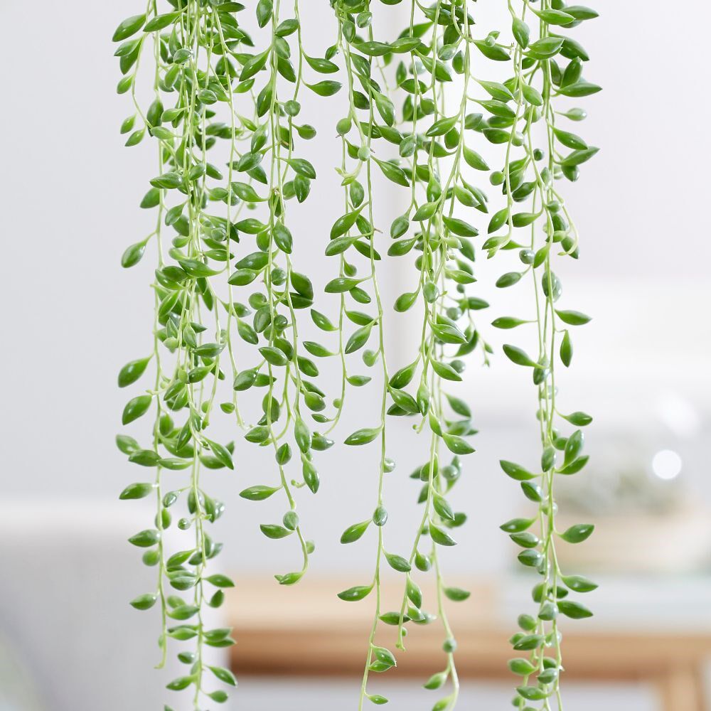 吊兰植物垂吊多肉室内阳台悬挂爱之蔓情人佛珠绿植