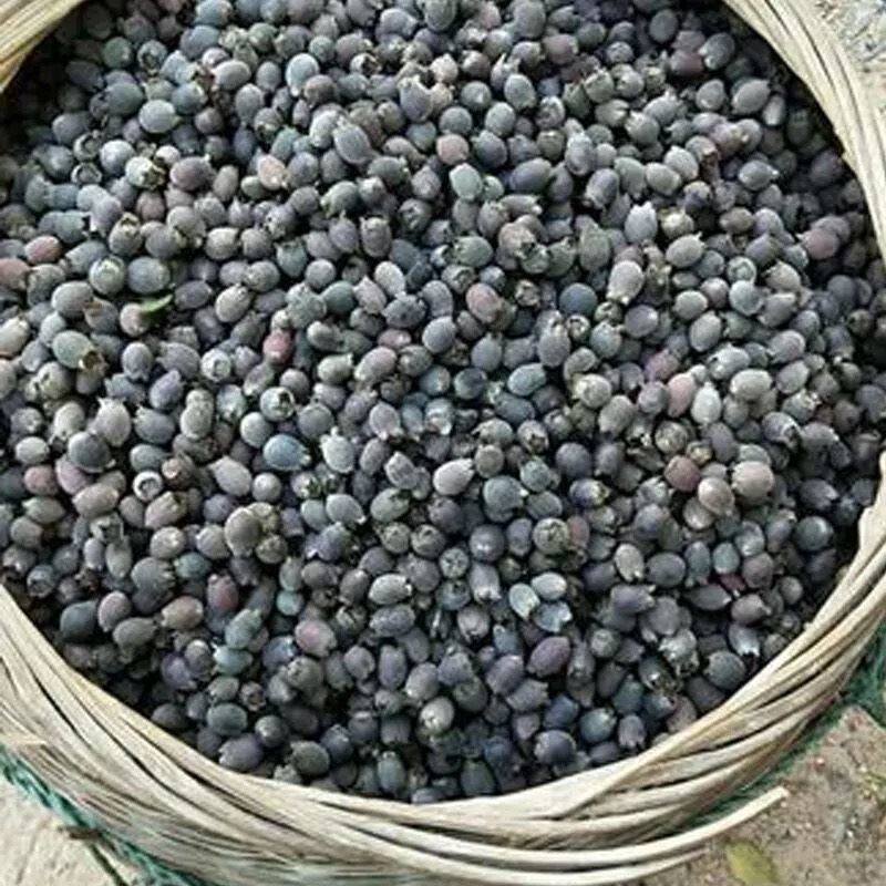 新鲜果捻桃金娘果山干稔果山果岗其他药食同源食品