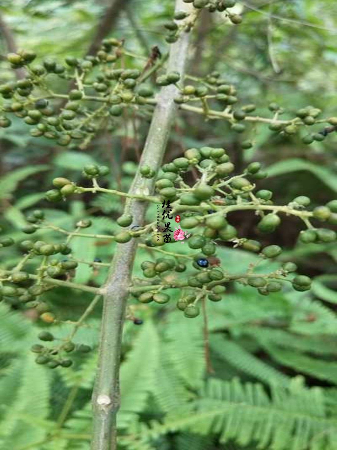 三桠苦药材种子种苗三叉苦三叉虎三丫苦三脚赶斑鸠花三羊虎带泥
