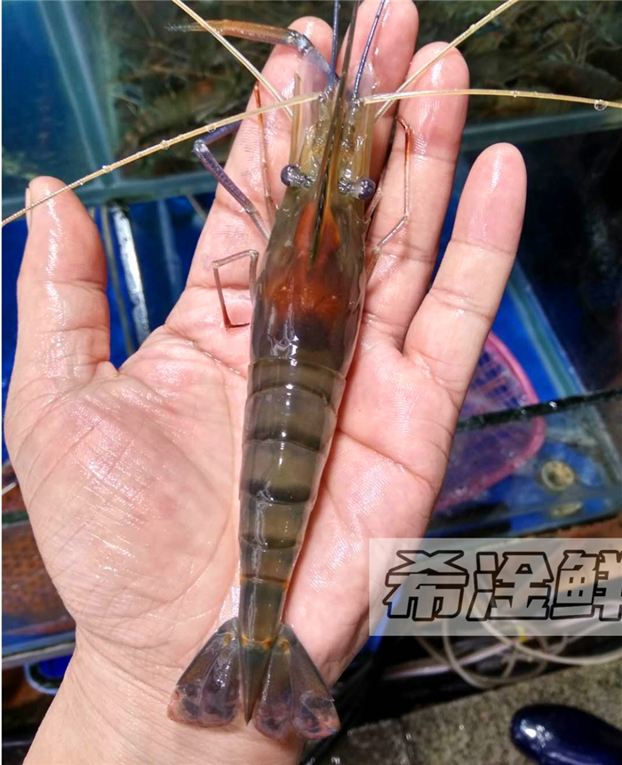 广州配送鲜活罗氏沼虾500g新鲜大头虾金钱虾活冻虾