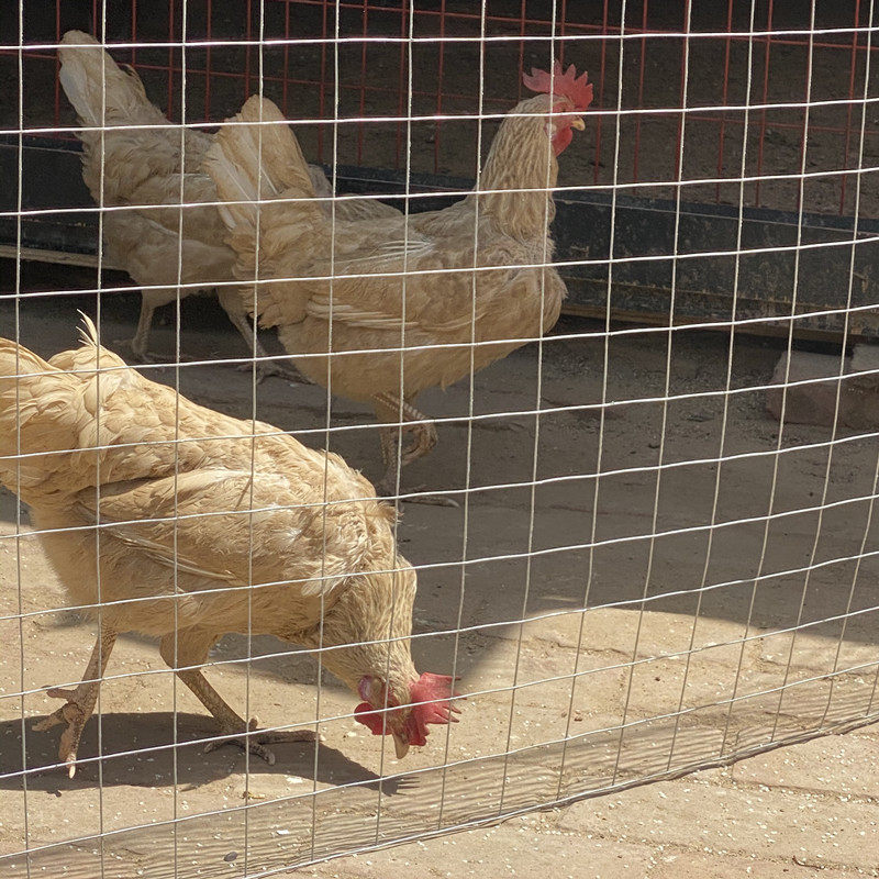 铁丝网围栏热镀锌铁网养鸡围栏网果园鱼塘护栏网加粗铁网格网大孔