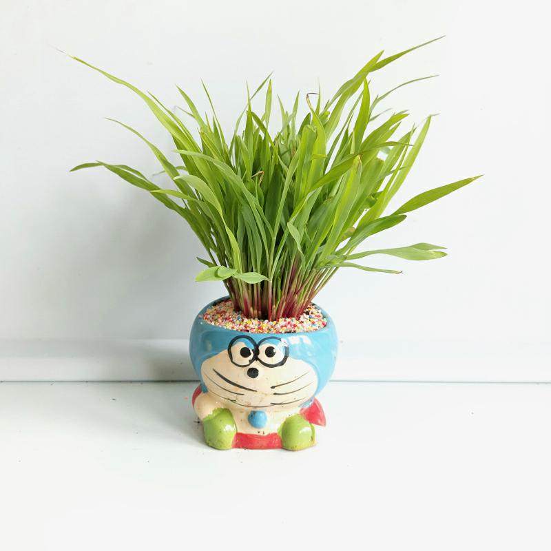 植物黄玉玉米棒盆栽学生幼儿园观察蔬菜生长过程绿植