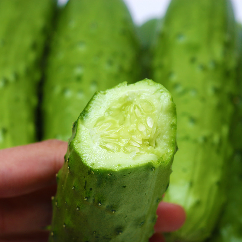 黄瓜水果新鲜山东5斤蔬菜生吃当季海阳白玉黄瓜