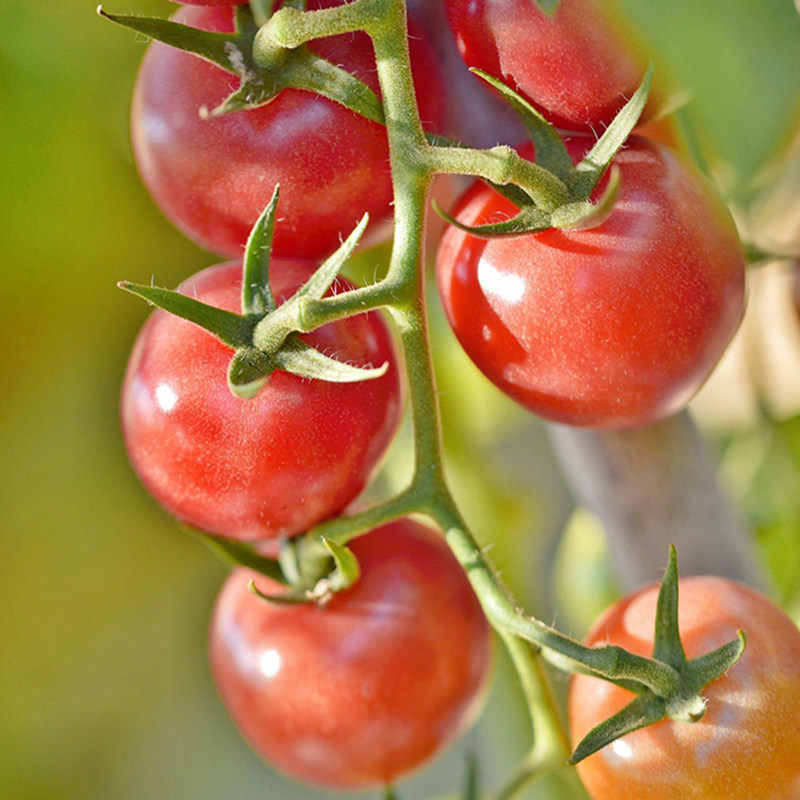 广东茂名电白千禧新鲜圣女果番茄孕妇水果超甜番茄