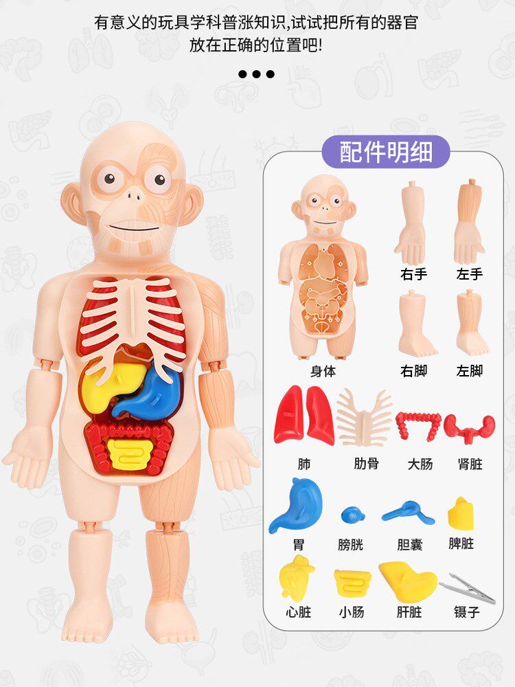 模型人体解剖儿童科教拼装玩具可拆卸医学内脏其他模型玩具