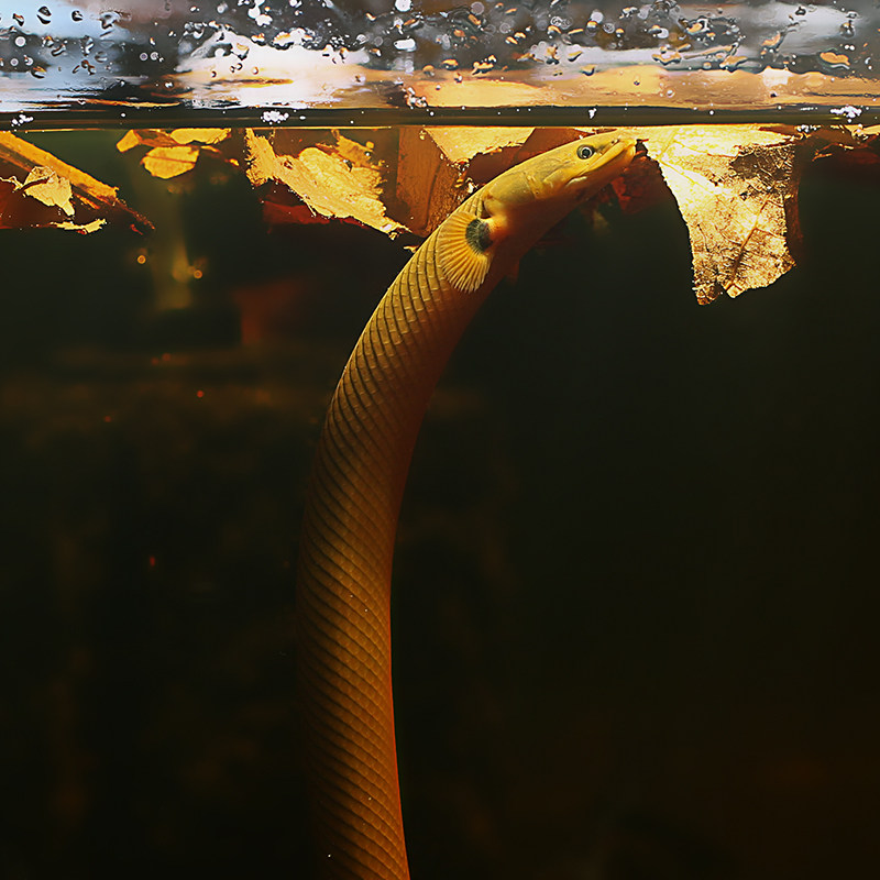 恐龙草绳龙鱼中大型热带观赏鱼古代化石鳗鱼观赏鱼