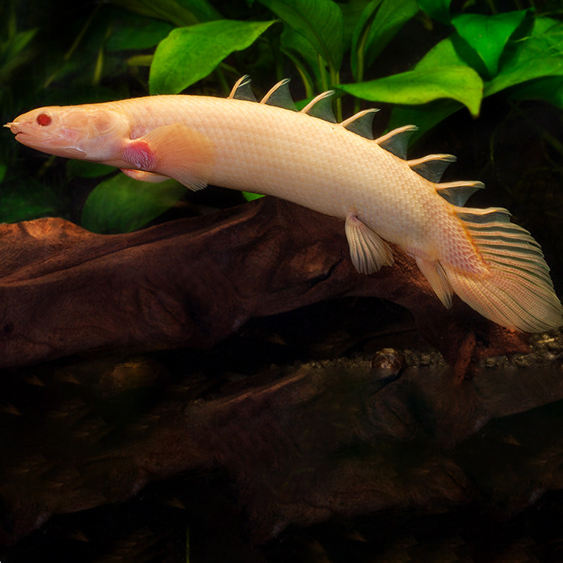 恐龙龙鱼红眼鱼苗热带鱼中大型观赏鱼凶猛水族宠物鱼