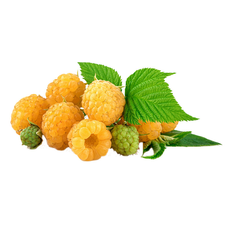 树莓黄树莓树苗双季苗黄果树南北方种植盆栽当年果树