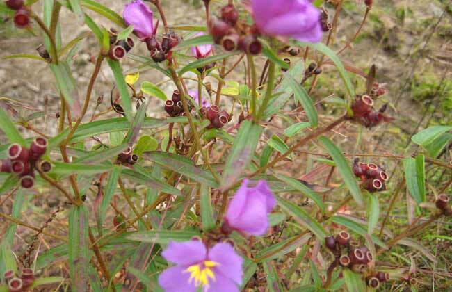 行气镇痛香炉金锦香干品仰天野生500克农技服务