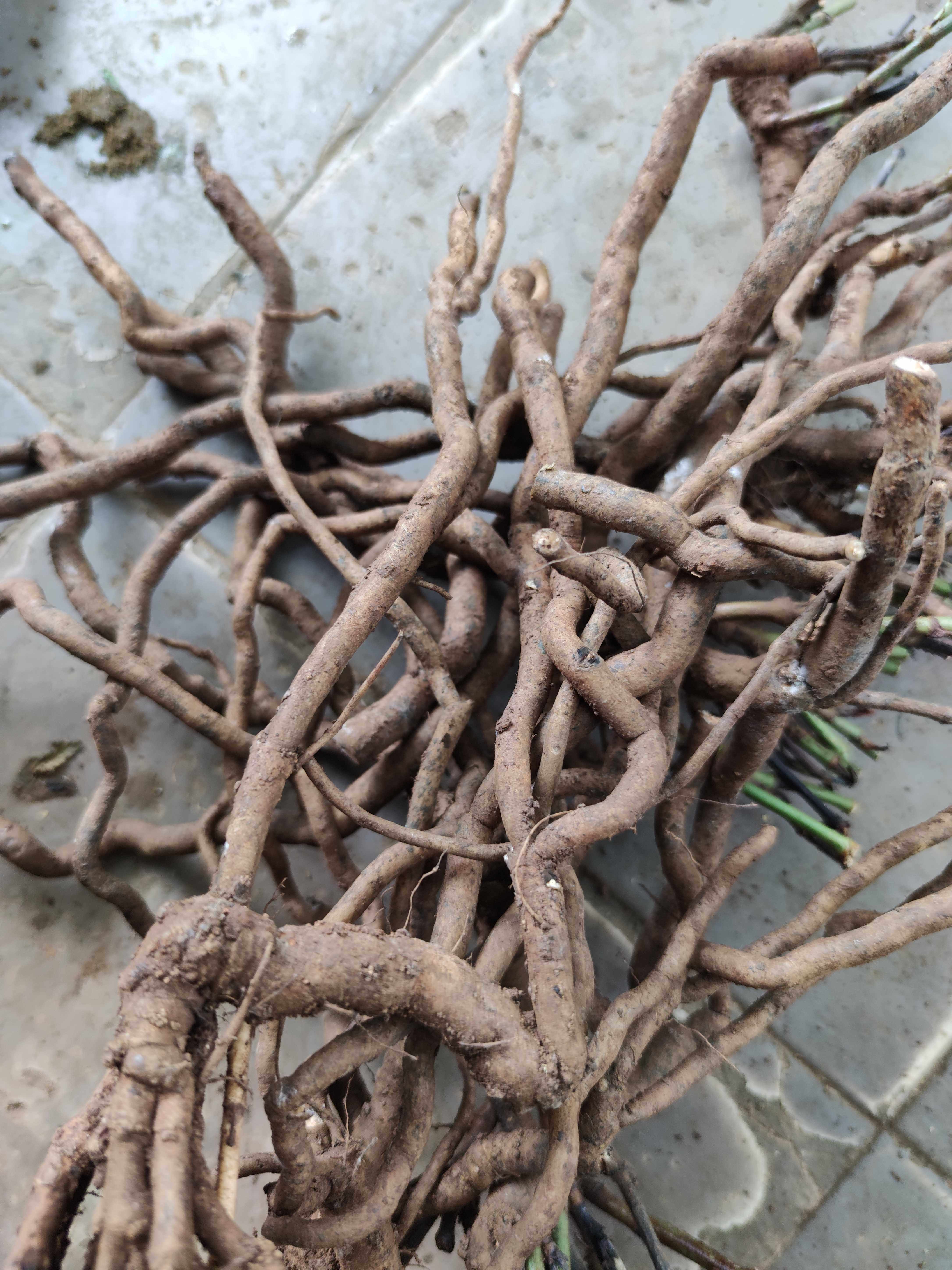 红花新鲜根部谢三娘雪花500克农技服务