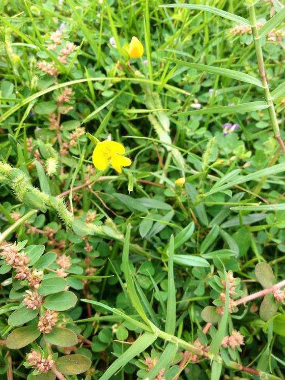 野生现采新鲜丁葵草新鲜人字草铺地500克农技服务