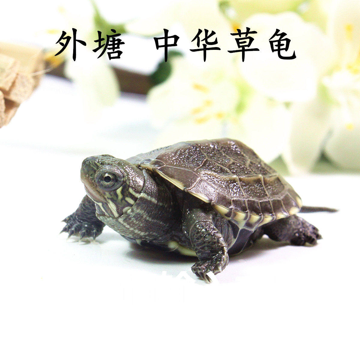 草龟宠物中华乌龟活体金线小萌长寿龟招财龟镇龟