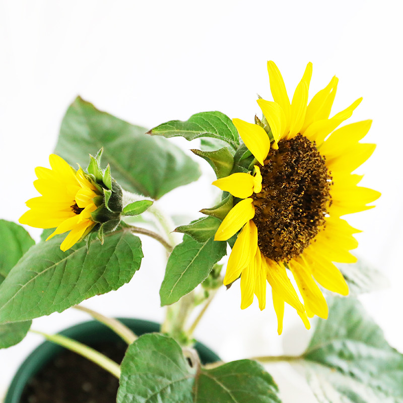 开花一盆1000朵超级向日葵盆栽光辉岁月四季庭院花卉时令草本花卉