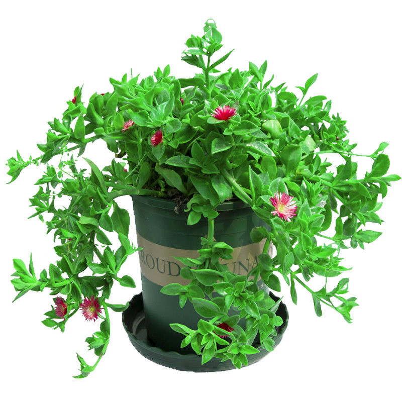 牡丹吊兰带花盆栽垂吊植物室内阳台四季开花绿植