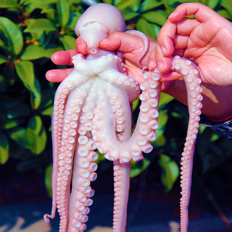 超大长腿八爪鱼2斤鲜活冷冻海鲜水产网红野生八抓鱼大章鱼大爆头