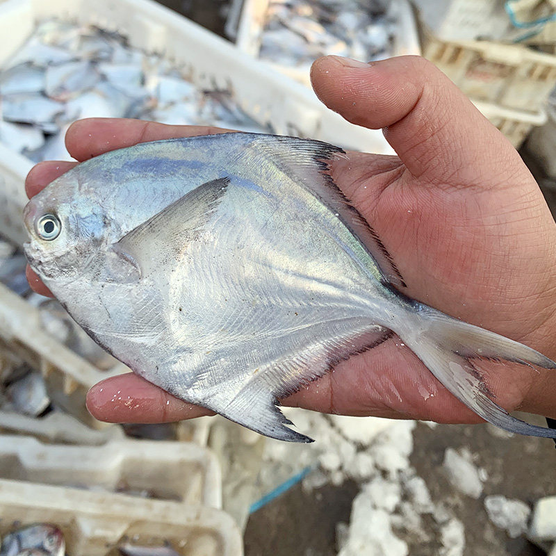 捕银鲳鱼4斤新鲜鲜活冷冻大海海鲜水产深海鲳鱼