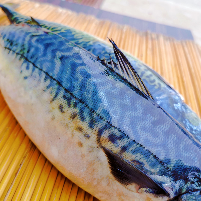 国产新鲜青花4斤海鲜水产占鱼鲜活海鱼青鱼马鲛鱼