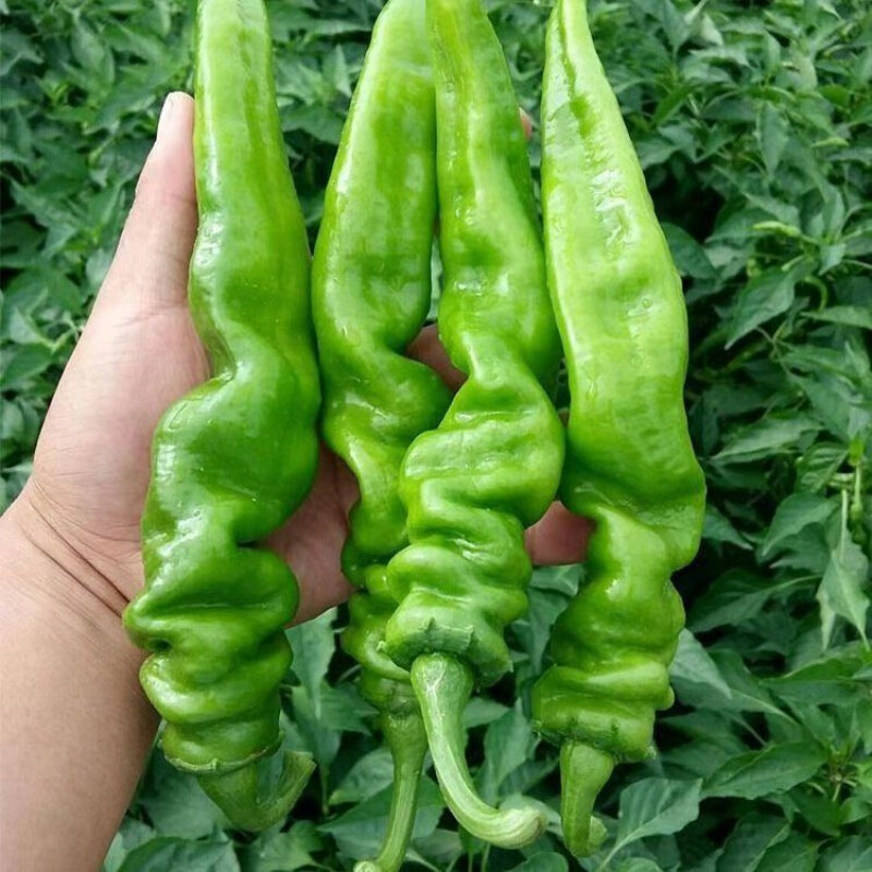 新鲜螺丝辣椒甘谷樟树小米椒香酥当季本地土家辣椒