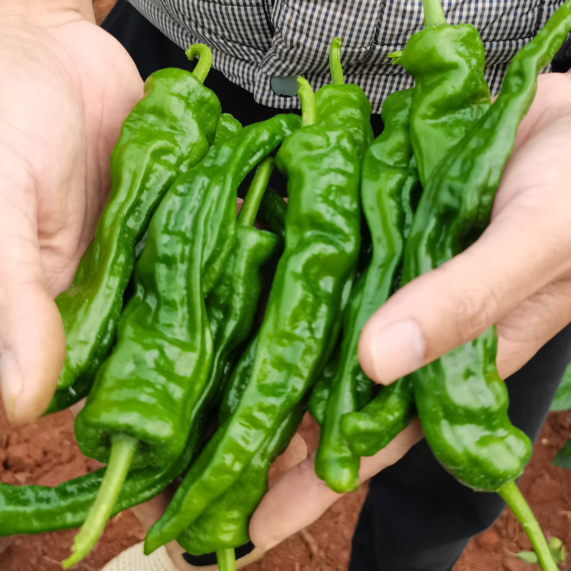 特辣皱皮辣椒山东枣庄辣子子鸡螺丝椒超青椒辣椒