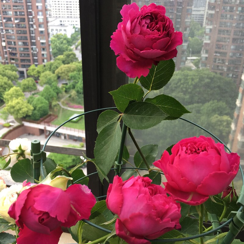 伊芙芳香花园ジャルダンパフューメ浓香月季花卉