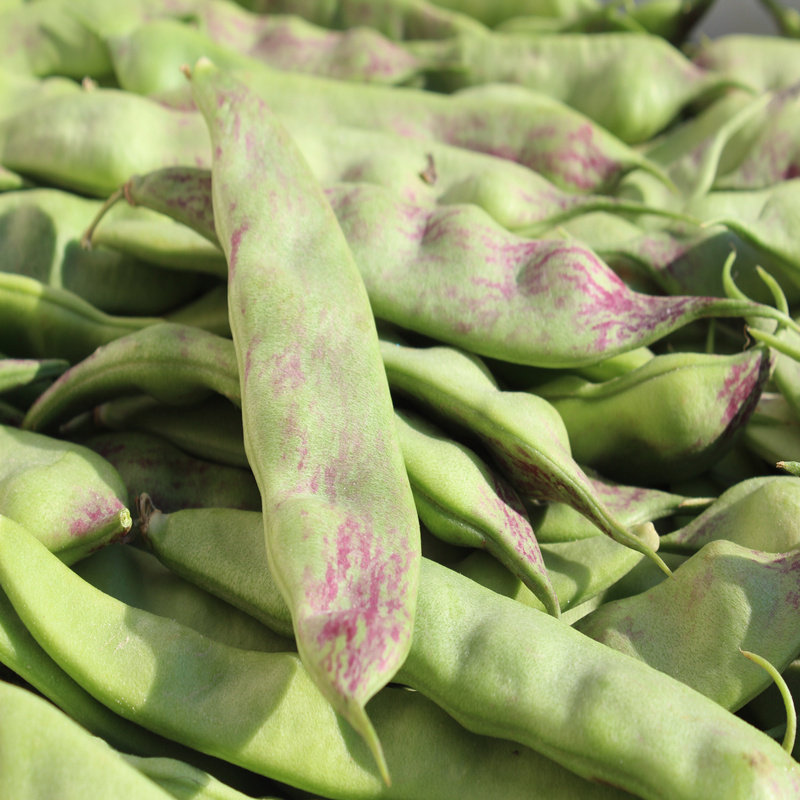 东北油豆角新鲜蔬菜一点红大宽面豆角开锅烂九月青食用辽宁包邮5