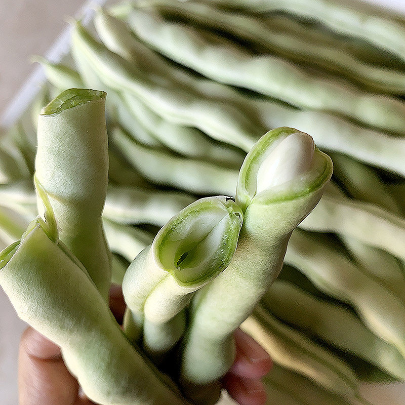 农家现摘5斤不老白不老架豆白架豆芸豆辽宁新鲜其它