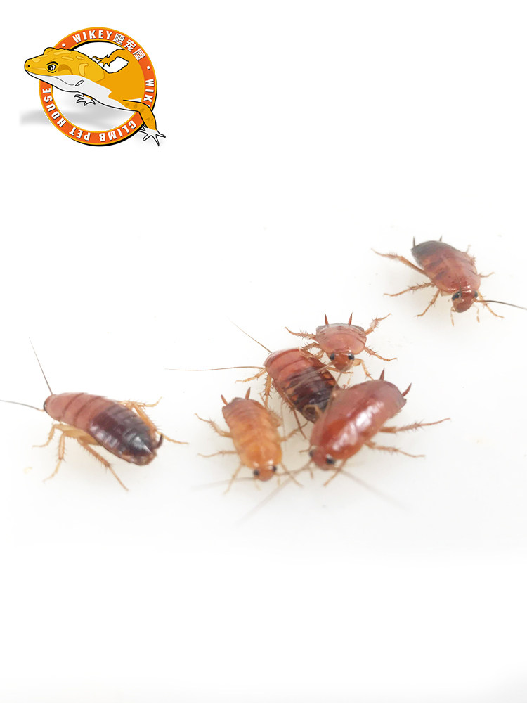 蟑螂樱桃活体饲料樱桃红幼体活虫爬宠爬虫虫鸣爬虫