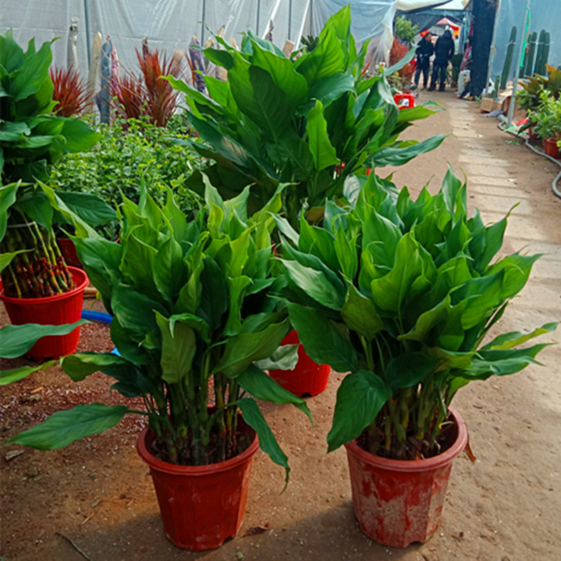 万年青盆栽一帆风顺绿巨人室内植物办公室客厅绿植四季绿植