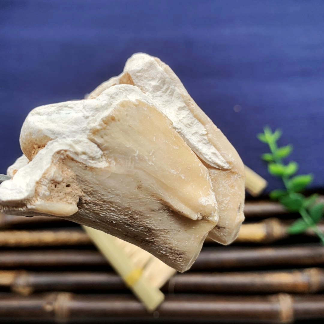 龙齿100g散装生龙青龙正宗白龙齿块龙齿个野生其他药食同源食品