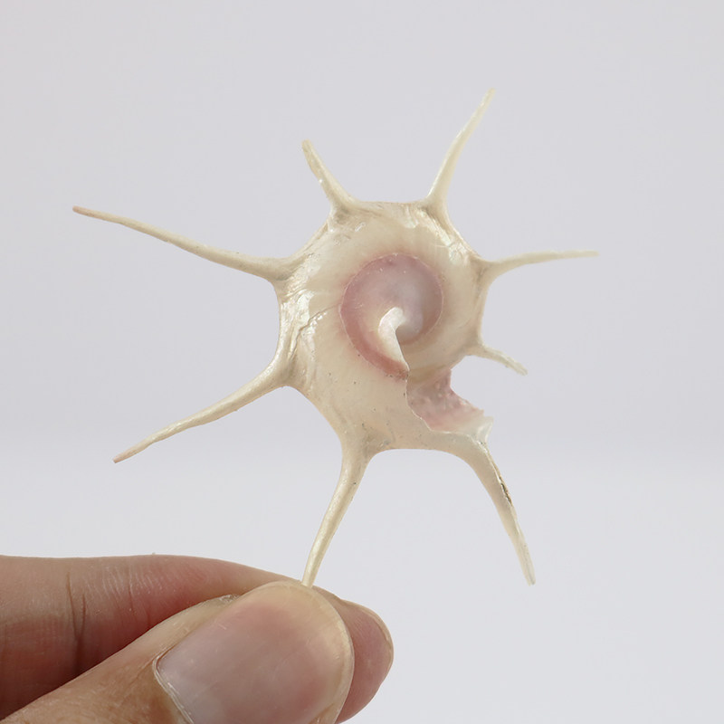 天然海螺贝壳长刺星螺稀有标本七星鱼缸造景海螺