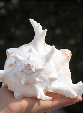 天然大海螺贝壳白千手螺家居摆件