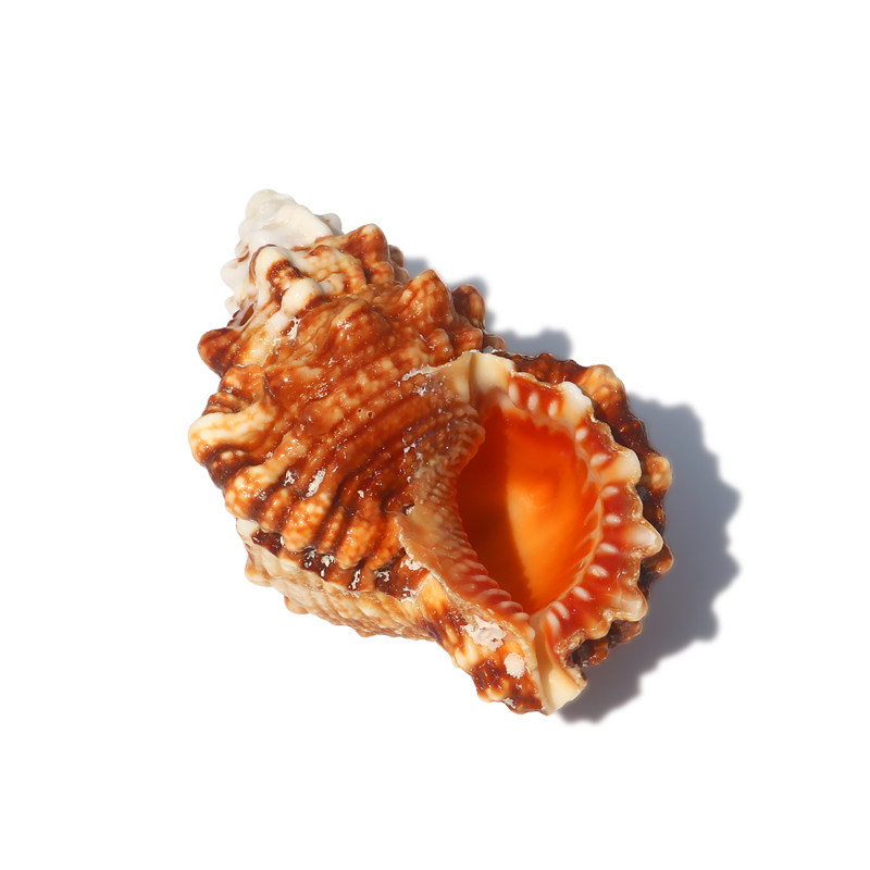 天然小石号螺金口蛙螺海螺工艺品贝壳摆件鱼缸海螺