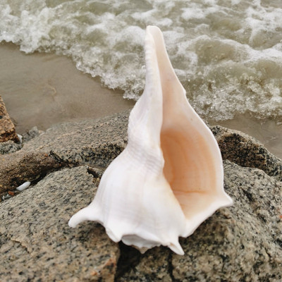 【螺贝艺】包邮天然大海螺贝壳左旋螺观音螺祭祀法器佛器纪念品