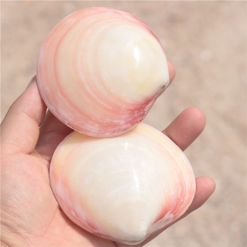天然海螺贝壳工艺品粉蛤白色珍珠贝精精美礼物海螺