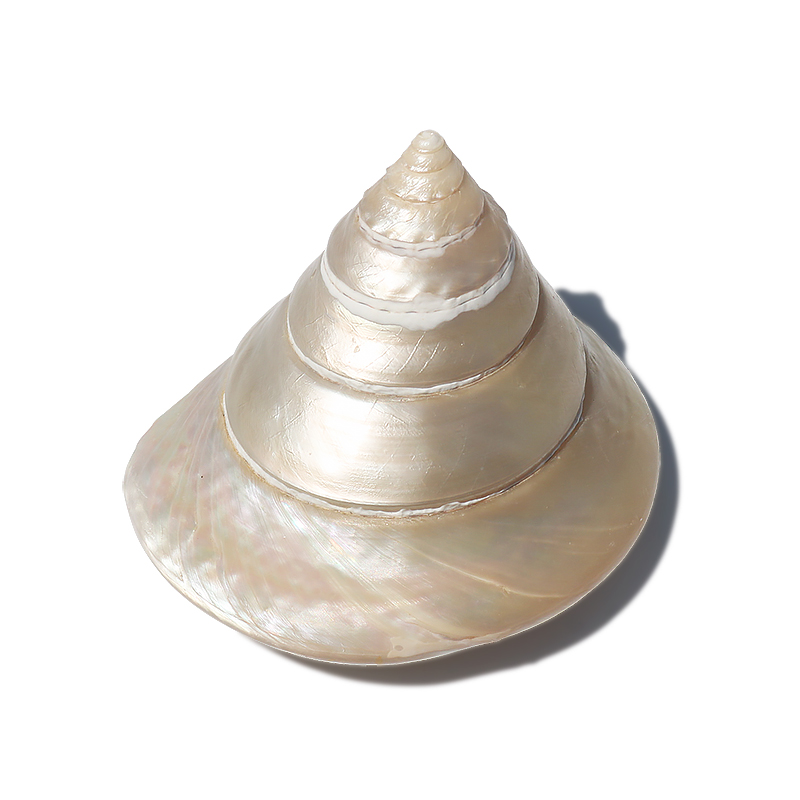 天然海螺贝壳马蹄塔螺珍珠塔螺鱼缸造景装饰家居儿童礼物摆件