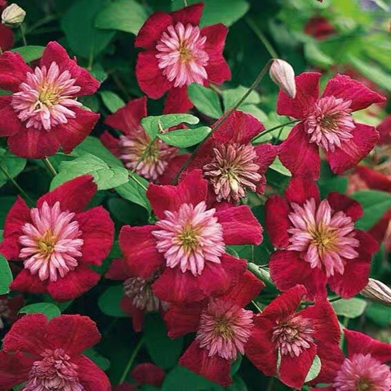 花芬前卫铁线莲盆栽爬藤植物中大苗重瓣大花藤本时令草本花卉