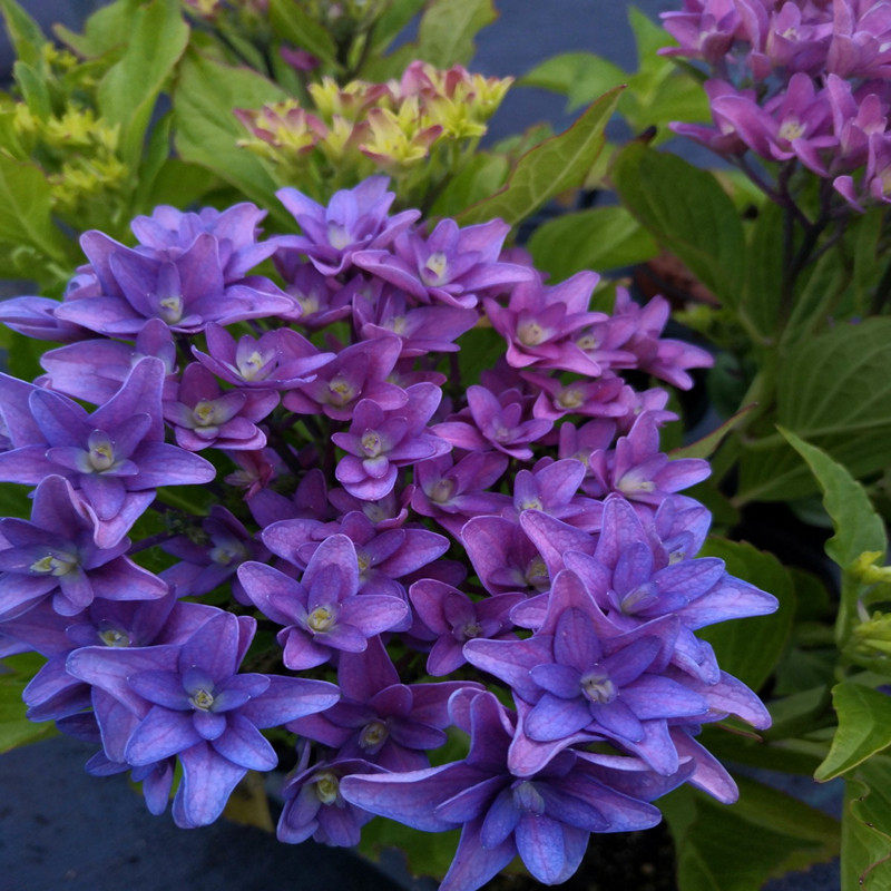 花芬坊舞孔雀绣球花苗盆栽八仙仙花阳台庭院时令草本花卉