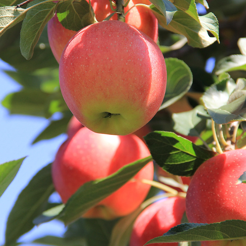 枝纯苹果新鲜水果当季整箱嘎啦果陕西宝鸡10斤脆甜嘎啦苹果5斤装-好品